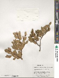 Nothofagus betuloides image