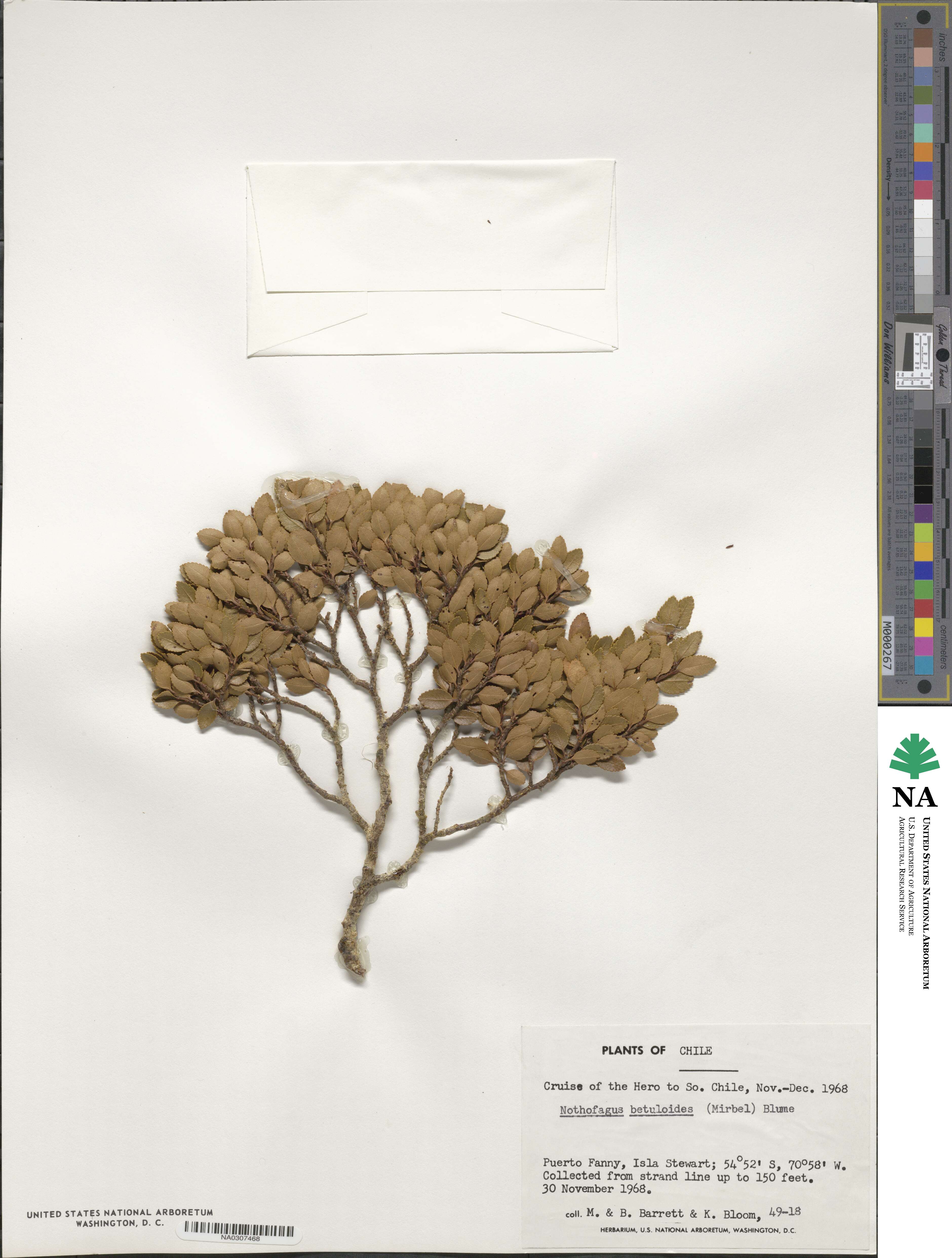 Nothofagus betuloides image