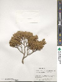 Nothofagus betuloides image