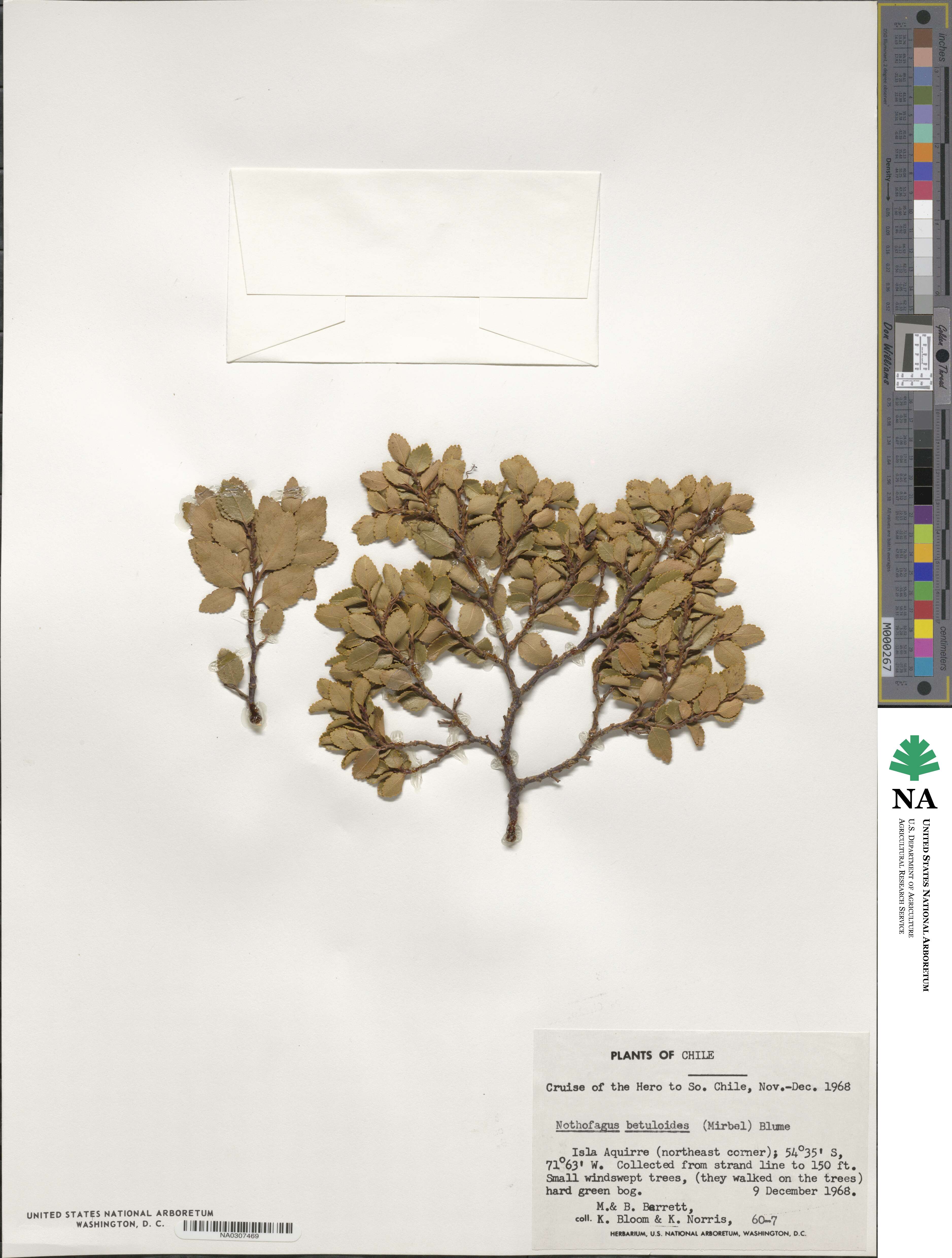 Nothofagus betuloides image