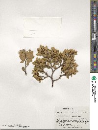 Nothofagus betuloides image