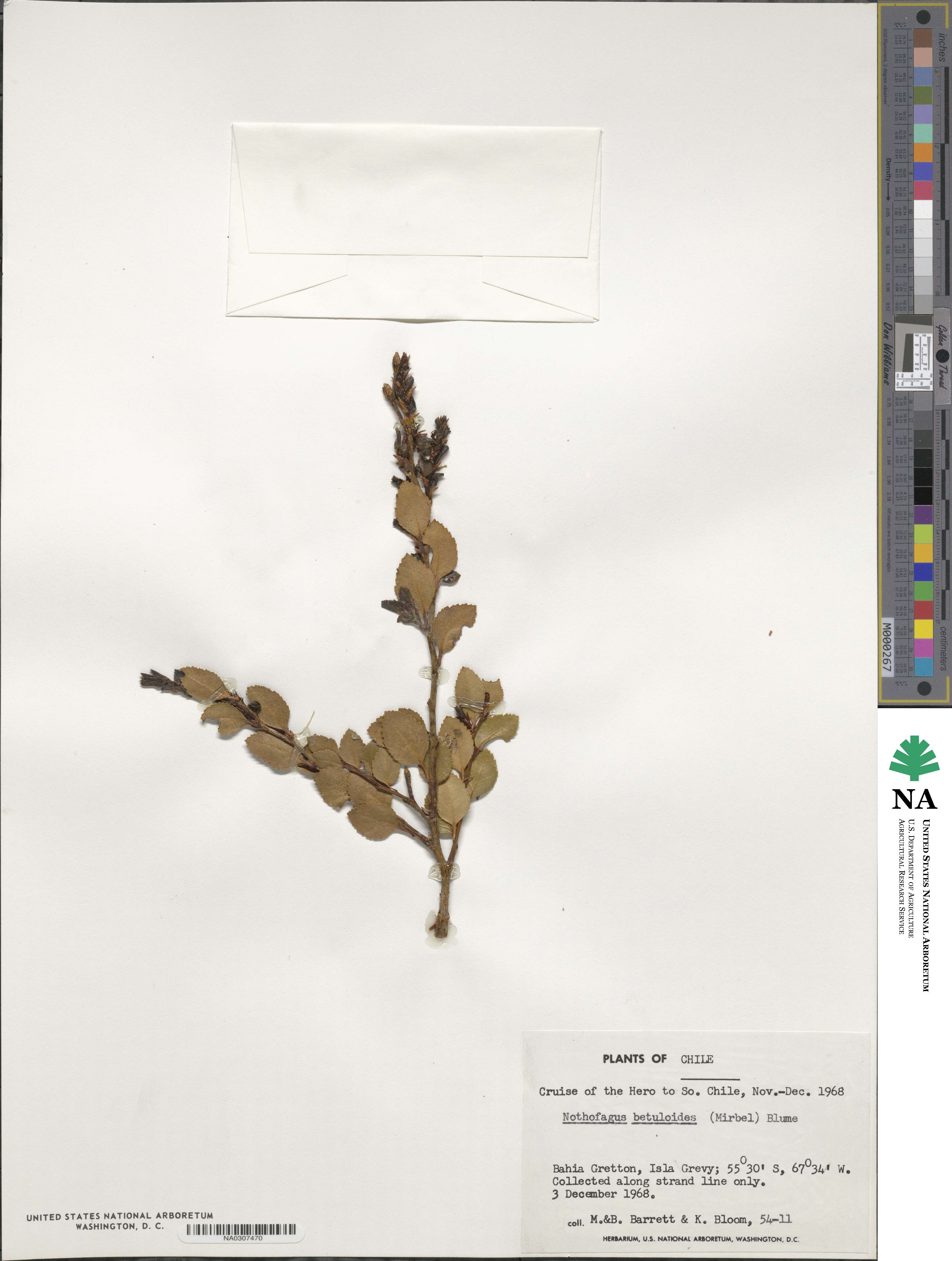 Nothofagus betuloides image