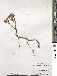 Nothofagus betuloides image