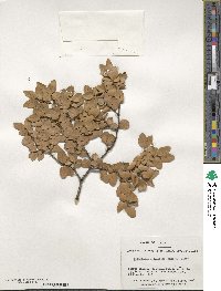 Nothofagus betuloides image