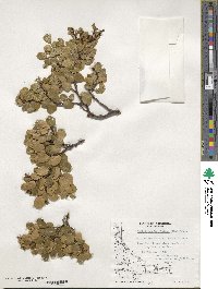 Nothofagus betuloides image