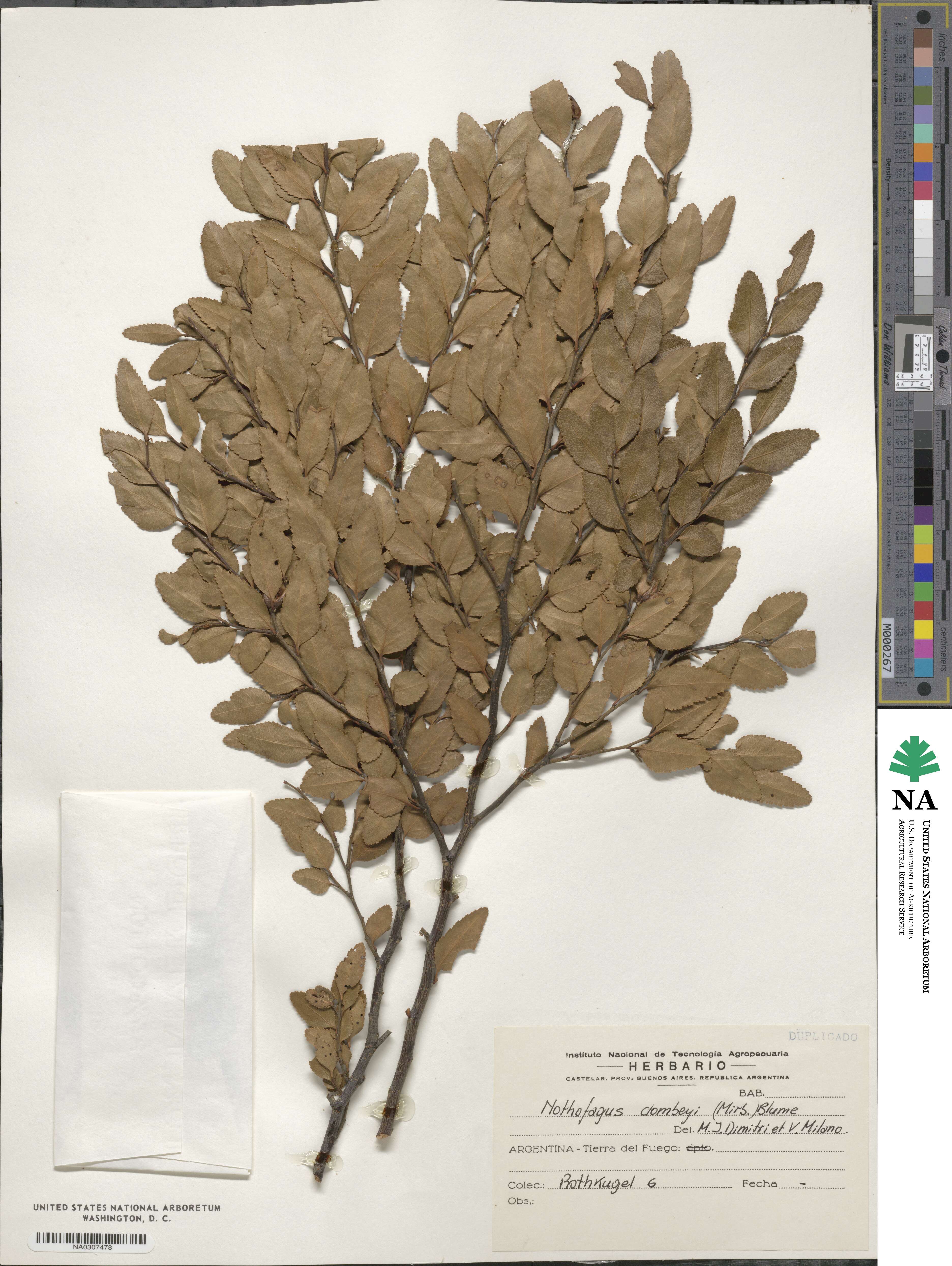 Nothofagus dombeyi image