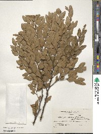 Nothofagus dombeyi image