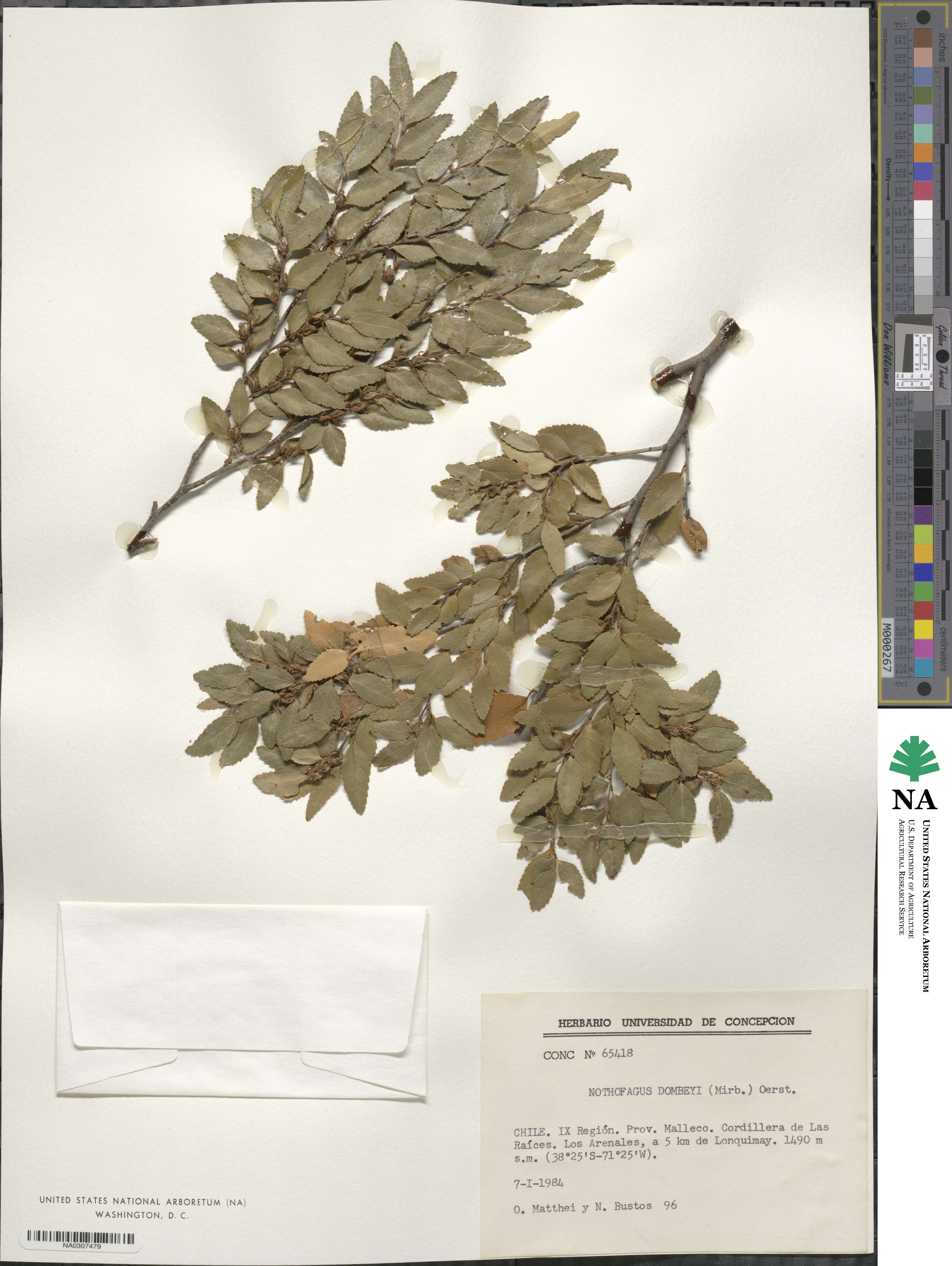 Nothofagus dombeyi image