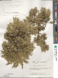 Nothofagus dombeyi image