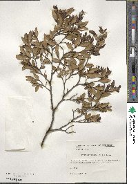 Nothofagus dombeyi image