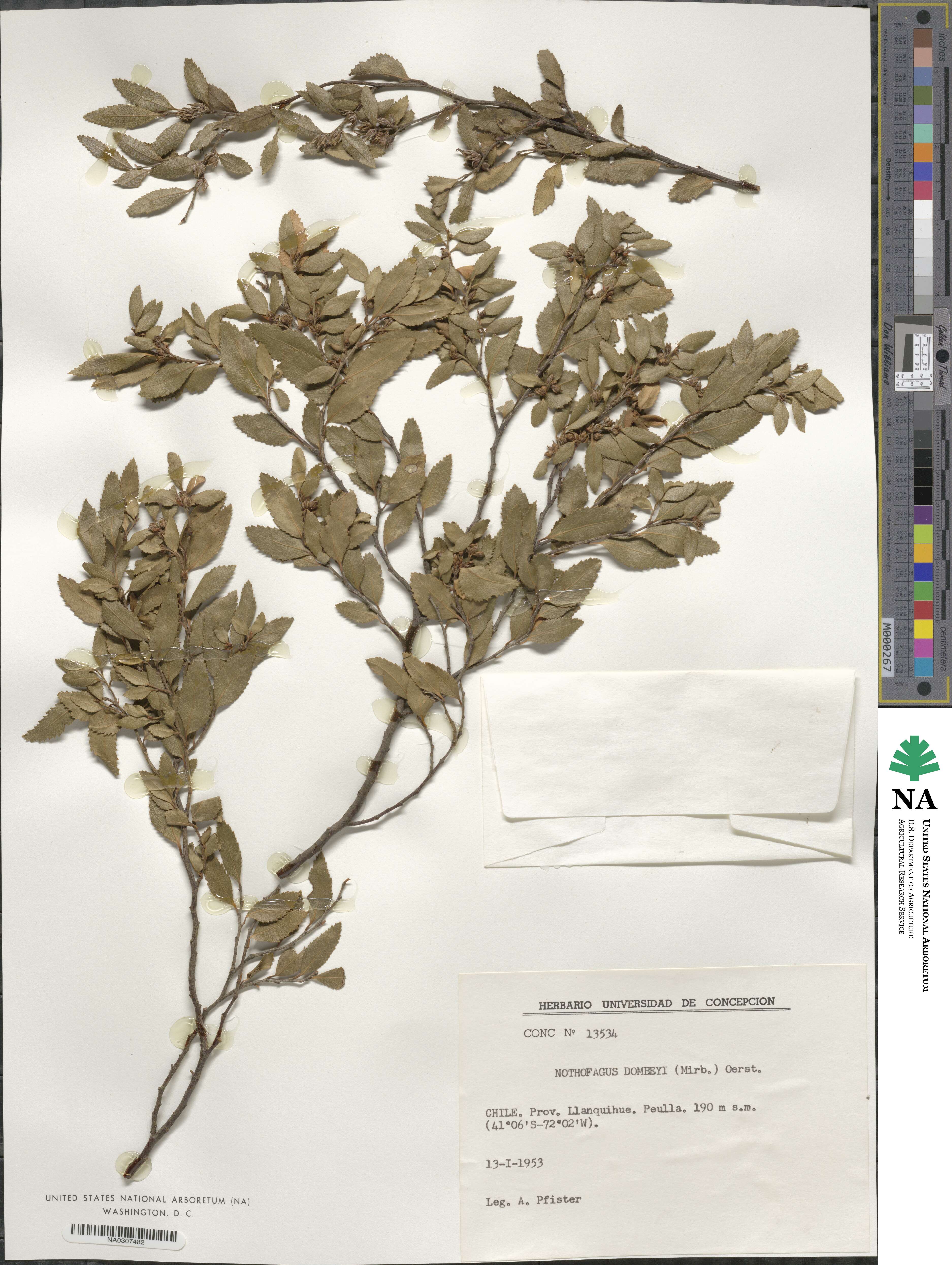 Nothofagus dombeyi image