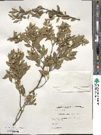 Nothofagus dombeyi image