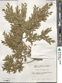 Nothofagus dombeyi image