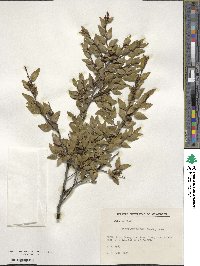 Nothofagus dombeyi image