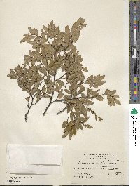 Nothofagus dombeyi image