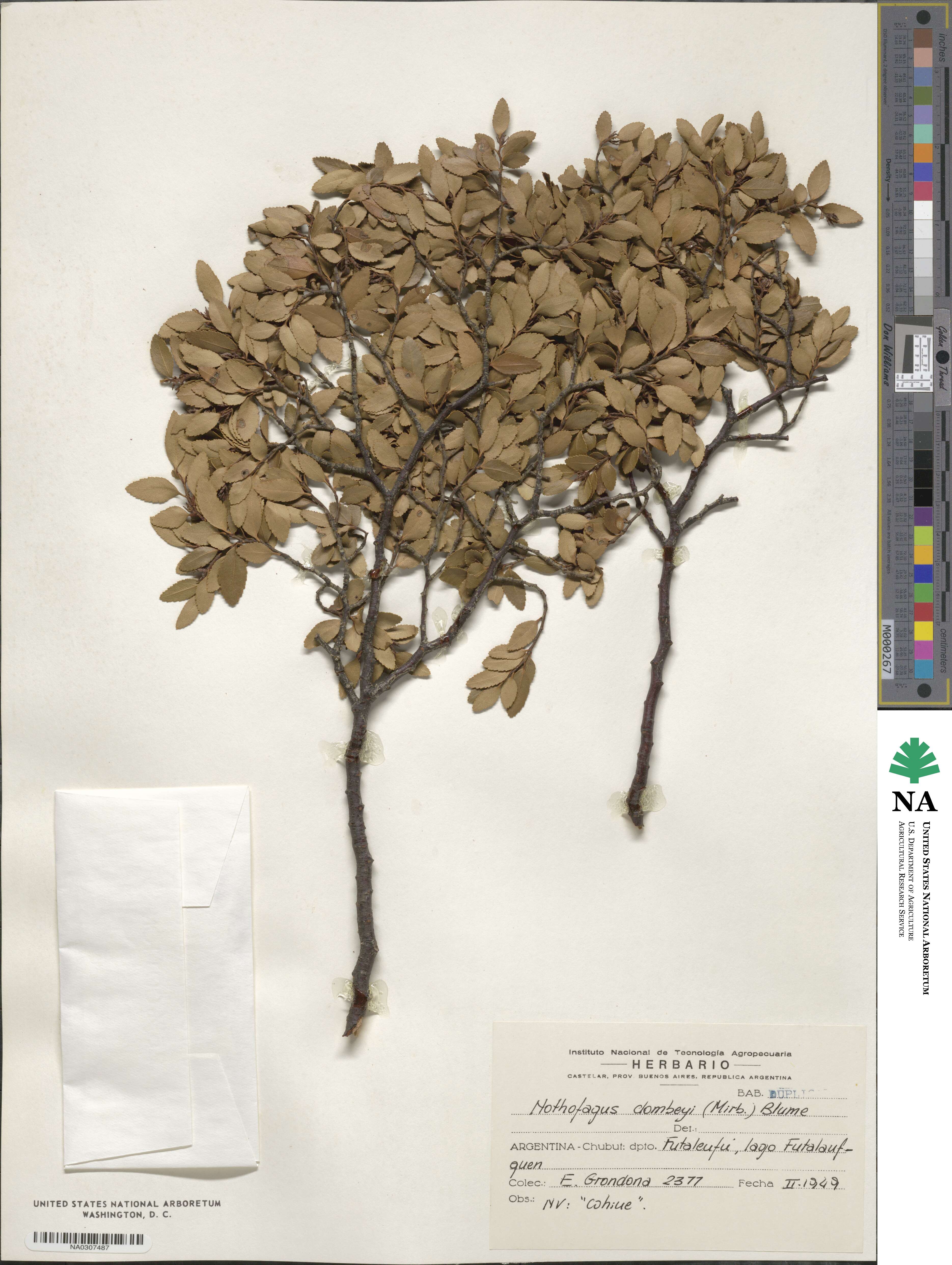 Nothofagus dombeyi image