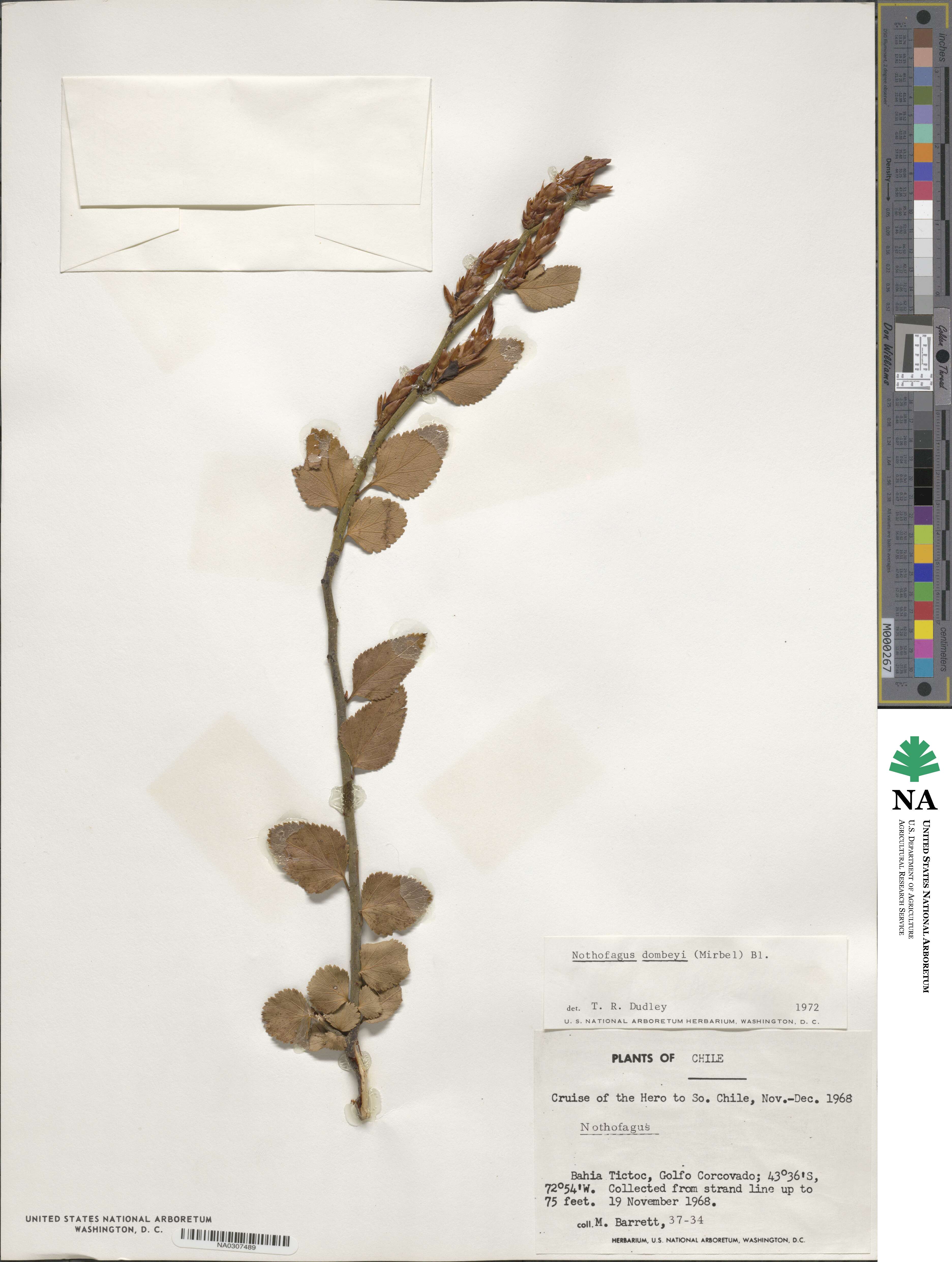 Nothofagus dombeyi image