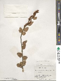 Nothofagus dombeyi image