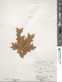 Nothofagus dombeyi image