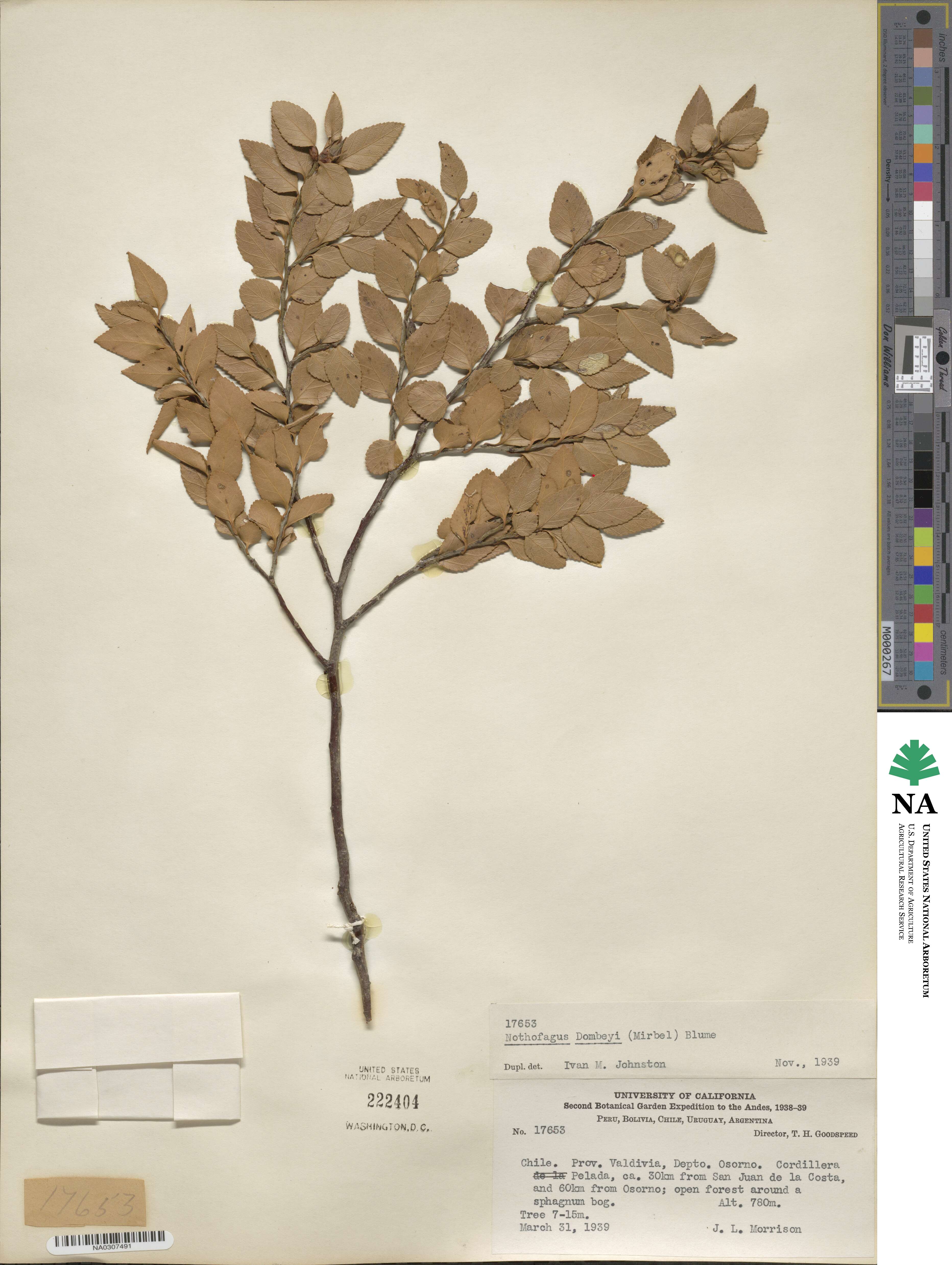 Nothofagus dombeyi image