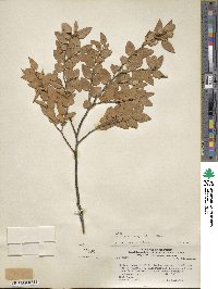 Nothofagus dombeyi image