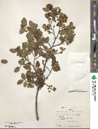 Image of Nothofagus glauca