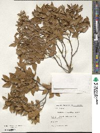 Nothofagus nitida image