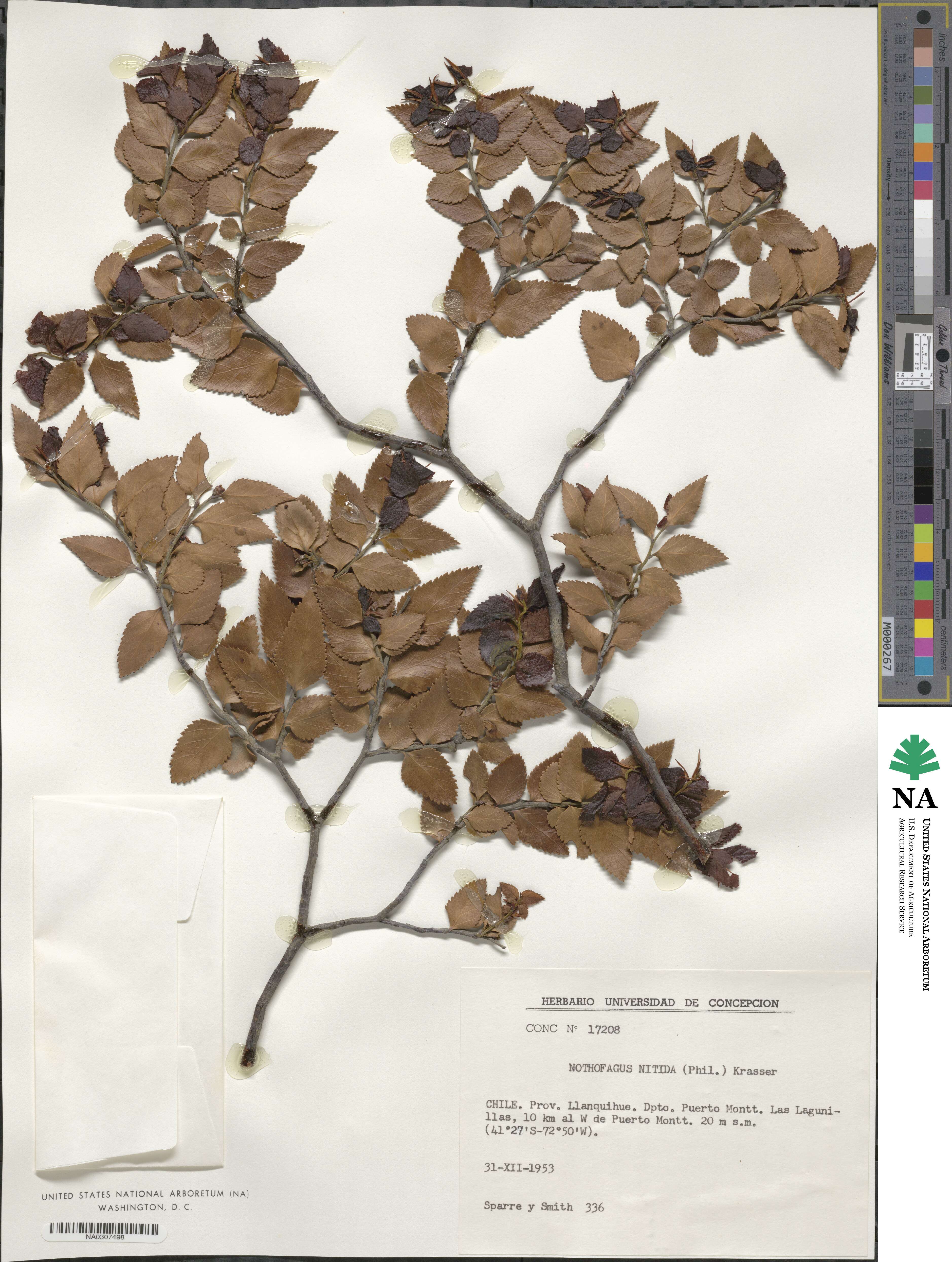 Nothofagus nitida image