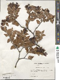 Nothofagus nitida image