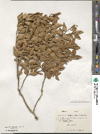 Nothofagus nitida image