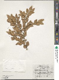 Nothofagus nitida image