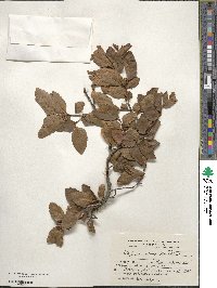 Nothofagus obliqua image