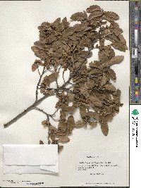 Nothofagus obliqua image