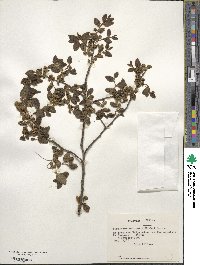 Nothofagus obliqua image