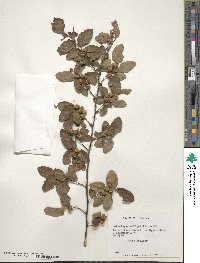 Nothofagus obliqua image