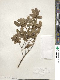 Nothofagus obliqua image