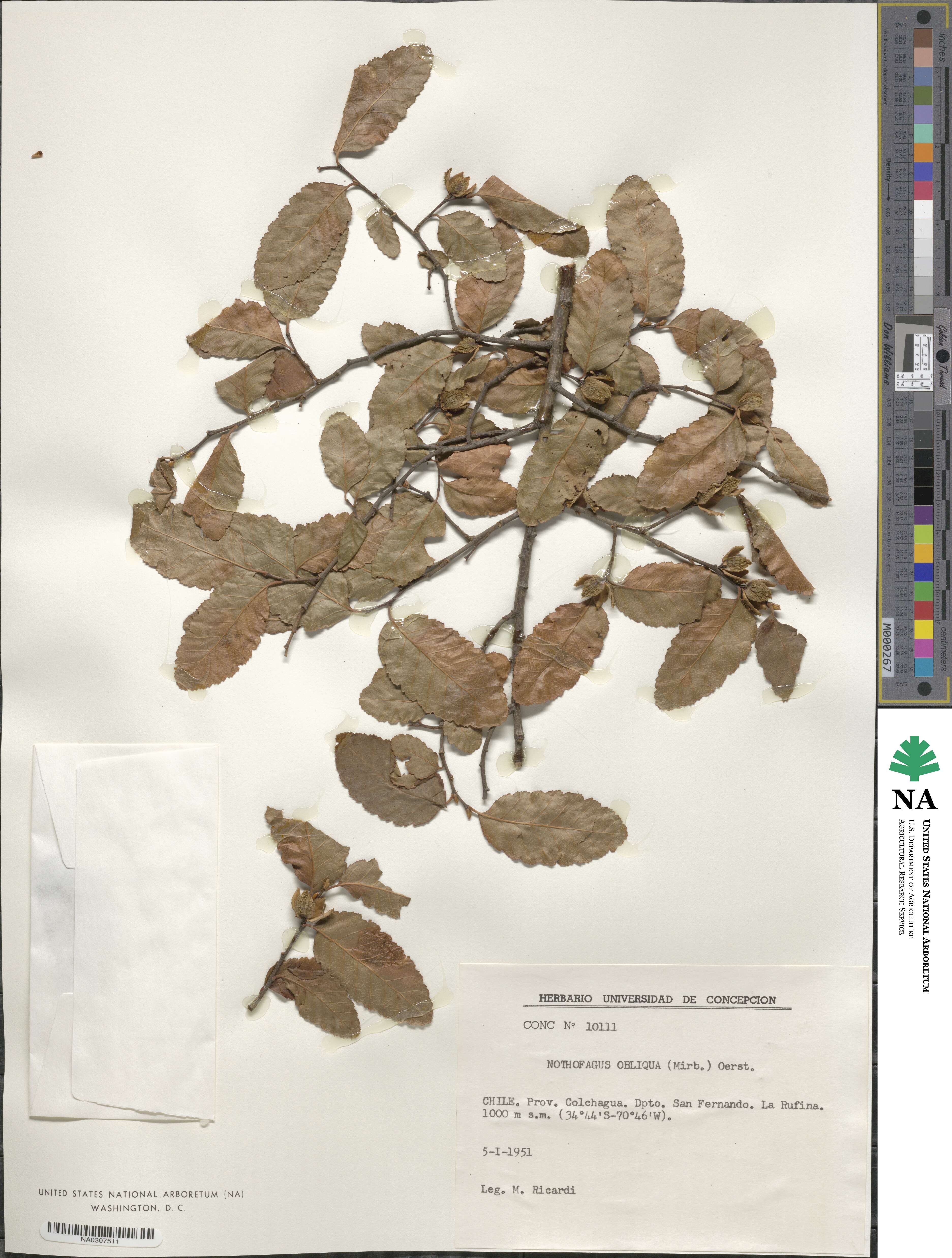 Nothofagus obliqua image