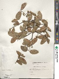 Nothofagus obliqua image