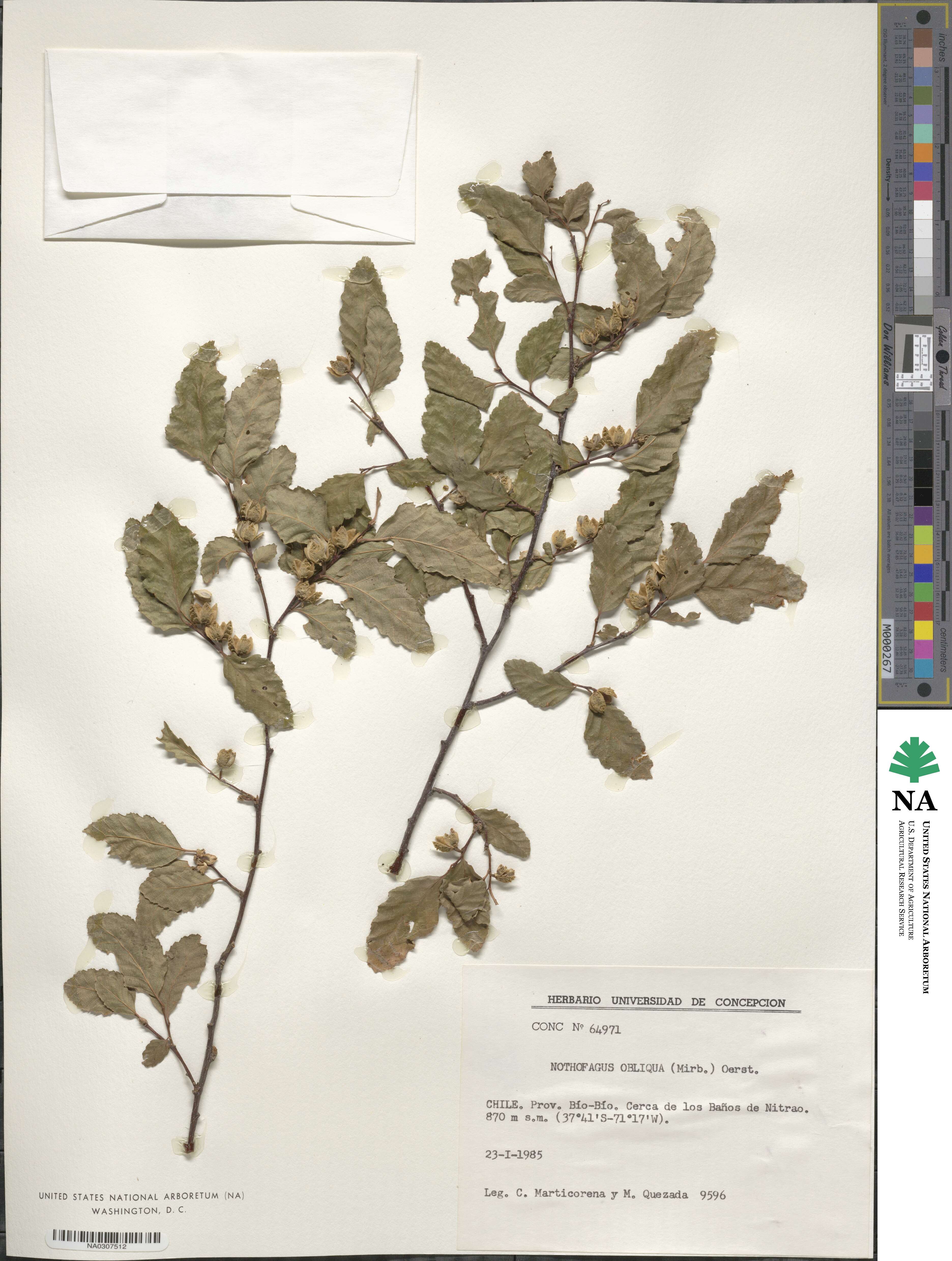 Nothofagus obliqua image