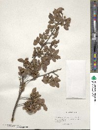 Nothofagus obliqua image