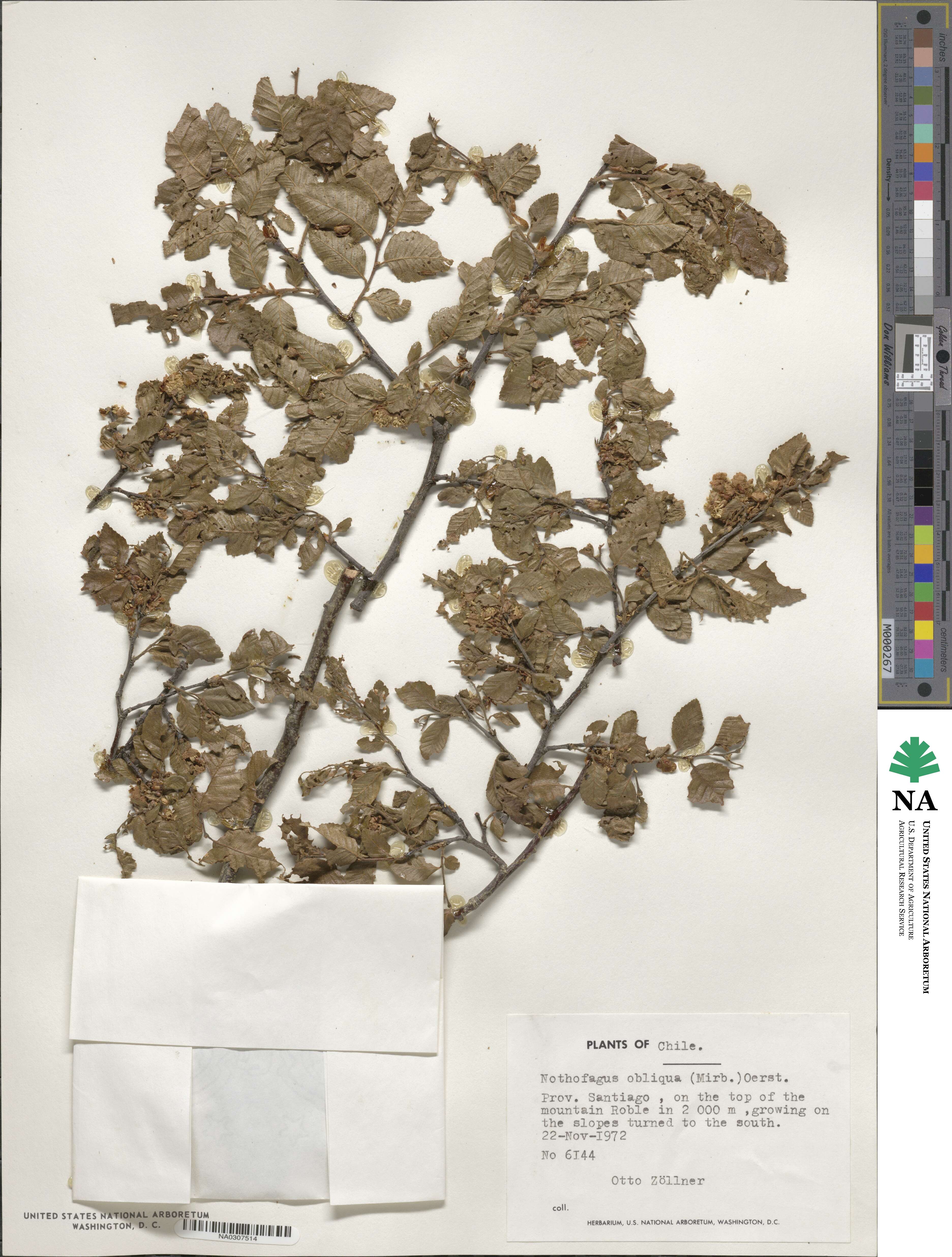 Nothofagus obliqua image