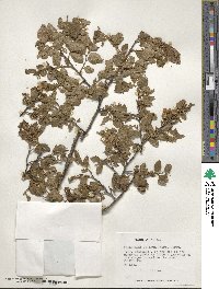 Nothofagus obliqua image