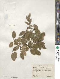 Nothofagus obliqua image