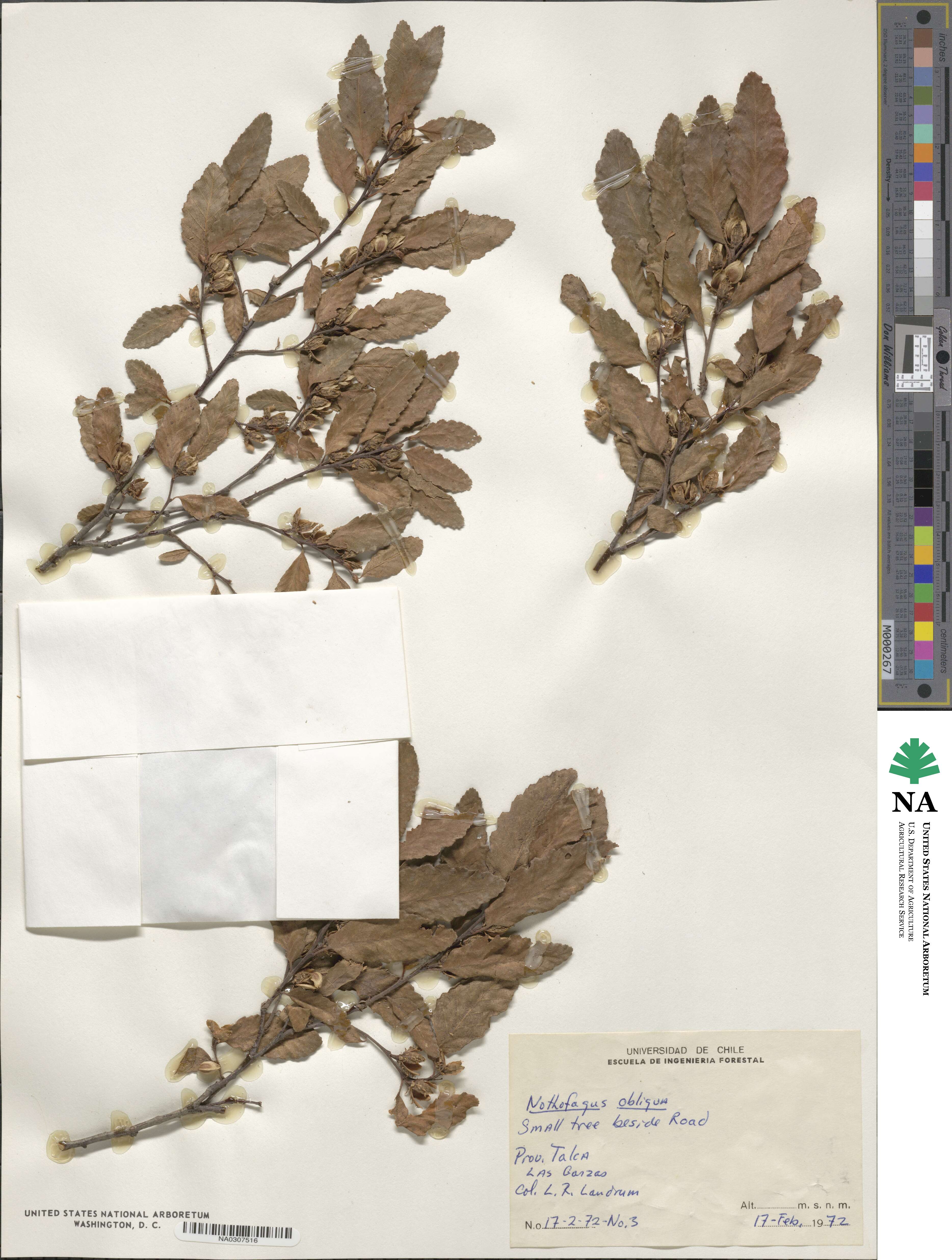 Nothofagus obliqua image