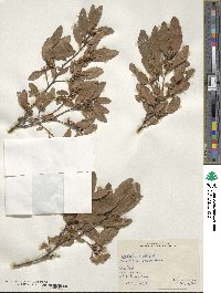 Nothofagus obliqua image