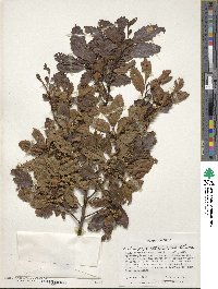 Nothofagus obliqua image