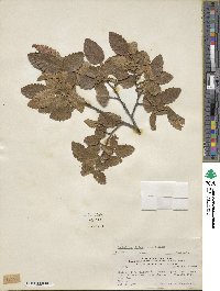 Nothofagus obliqua image