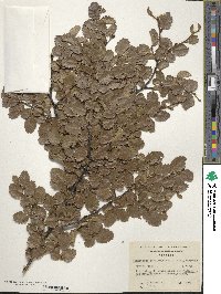 Nothofagus pumilio image