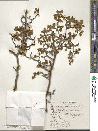 Nothofagus pumilio image