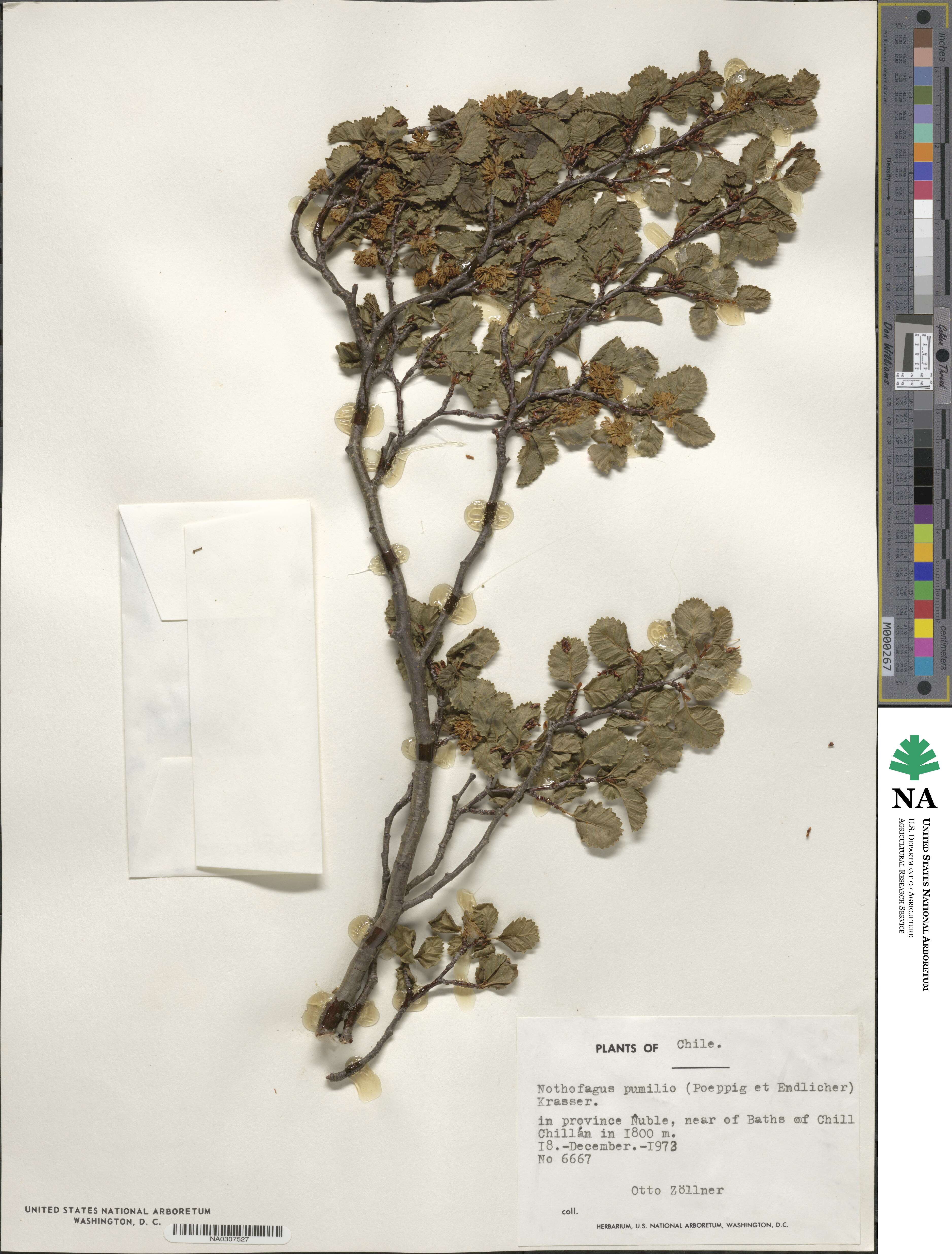 Nothofagus pumilio image